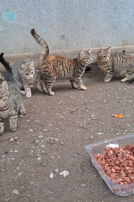 Кошенята шукають дім