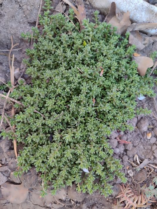 Очиток м'ясистий, біла лілія, м'ята смак жуйки Wriggle's