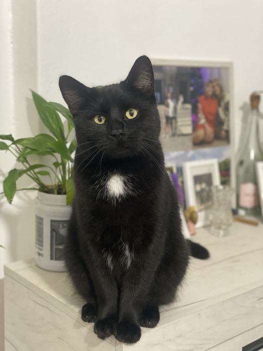 Великий , молодий котик у добрі руки