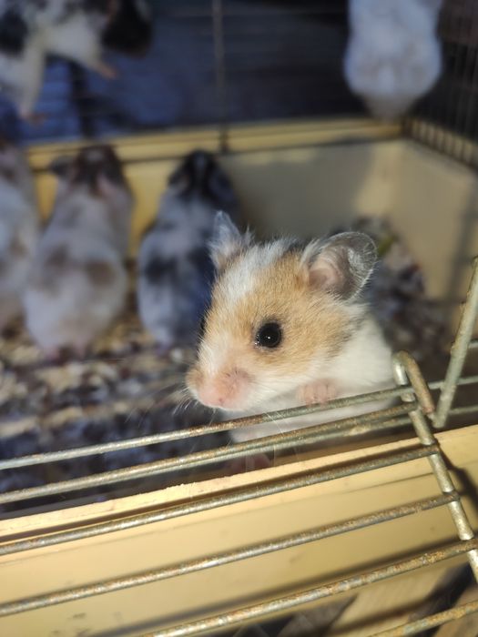 Хом'як королівський ,малюки