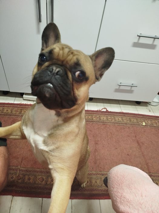Собачка французький бульдог від усього вакценіпоаан