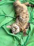 Mimi do adopcji szuka domu