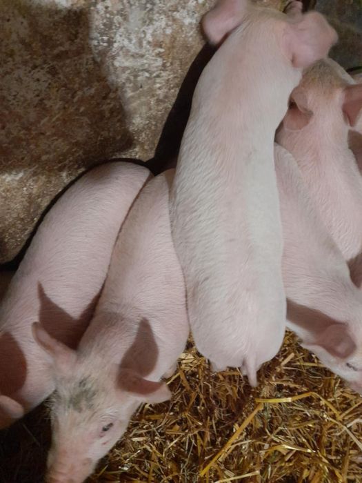 Продам поросята     6-9тижні (22-25кг)