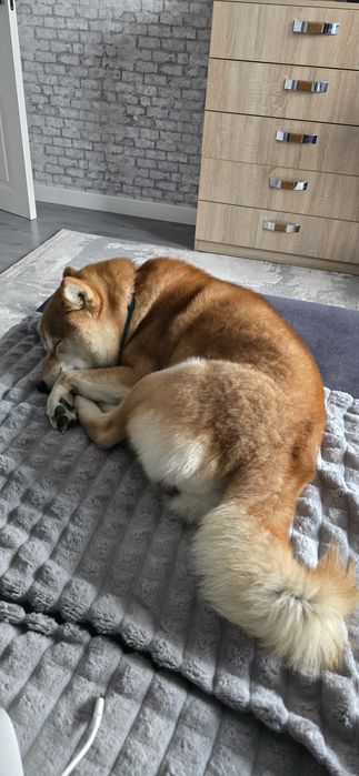 Ищем невесту для вязки