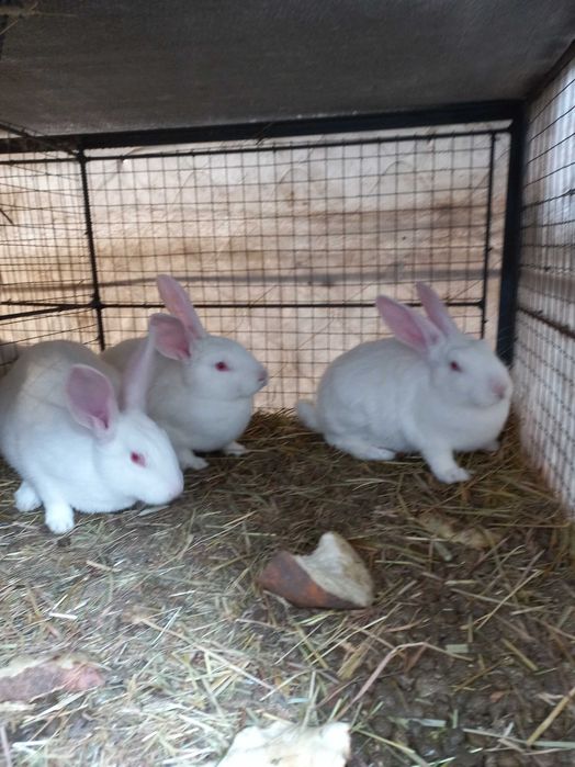 Продам кролі Полтавське срібло самки і самці