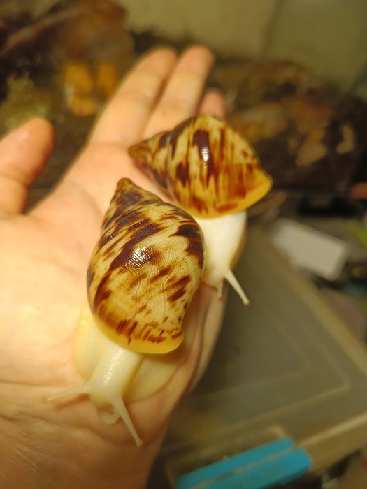 Ретикулята Альбино.Отборные улитята от гигантов 18,7см.