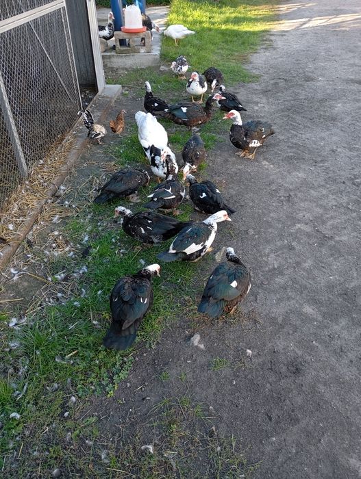 Sprzedam kaczki francuskie tegoroczne