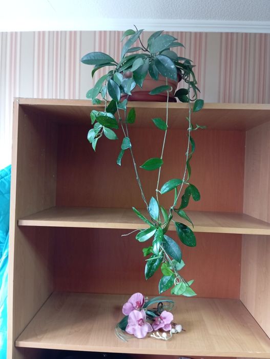 Хойя, восковий плющ