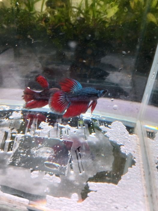 Bettas  Macho – Várias Cores e Padrões