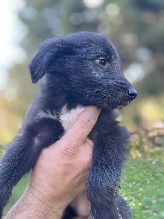 Do adopcji szczenietą po mamie Szkocki Collie