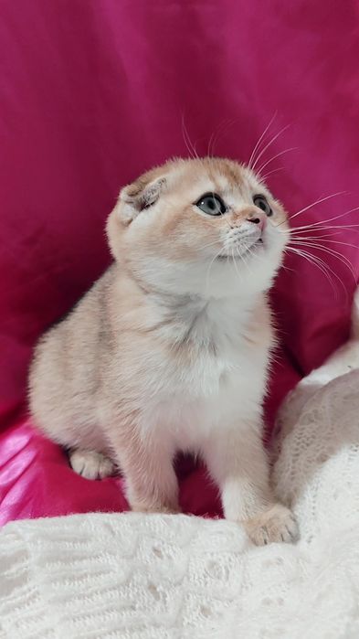 Золота шиншила прямовухі висловухі кошенята шикарні хлопчик дівчинка