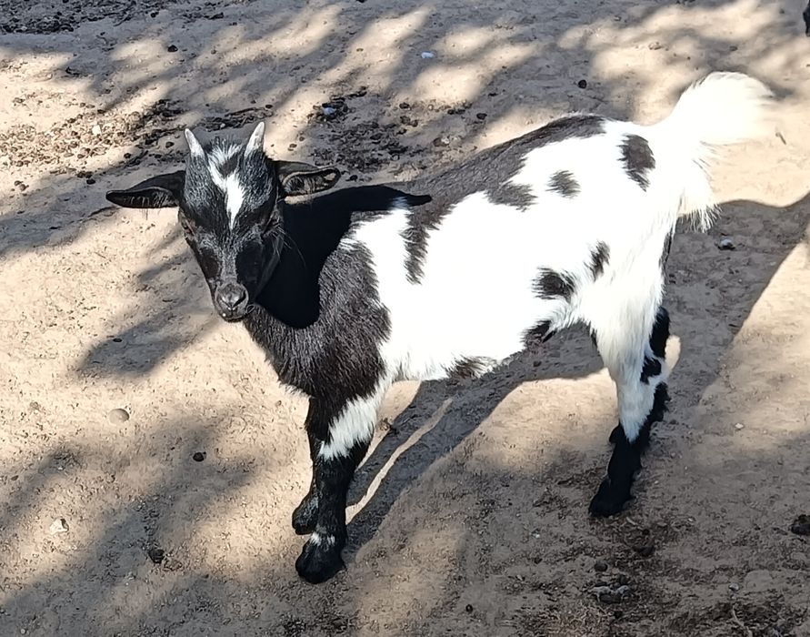 Cabrita anã juvenil