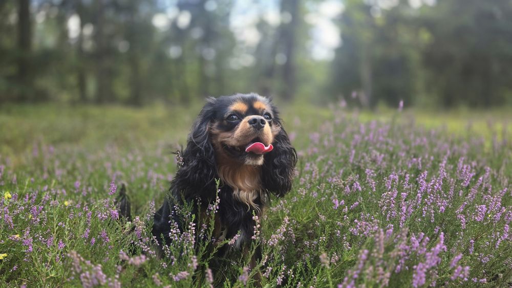 Reproduktor Cavalier