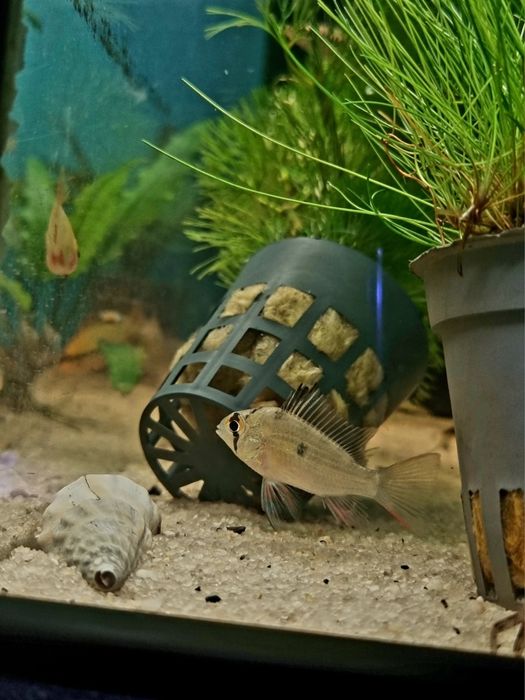 Pielęgniczka boliwijska