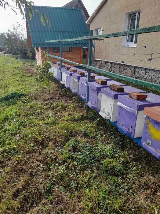 Бджолосімя, пасіка, бджоли, вулики, рої