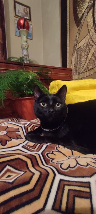 Харків, відамо в добрі руки