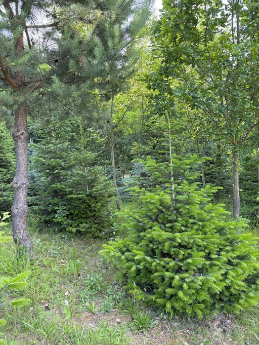 Jodła koreańska, świerk srebrny