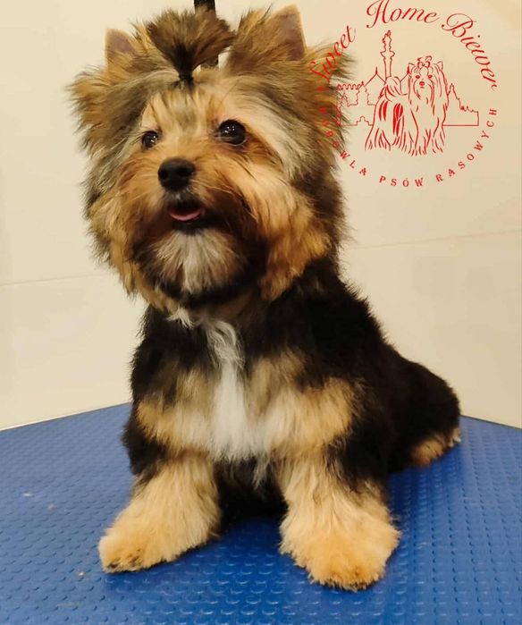 Yorkshire terrier Byron, york