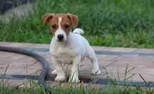 Piesek LEXI Jack Russell Terrier z hodowli "BREFIO"/badania genetyczne