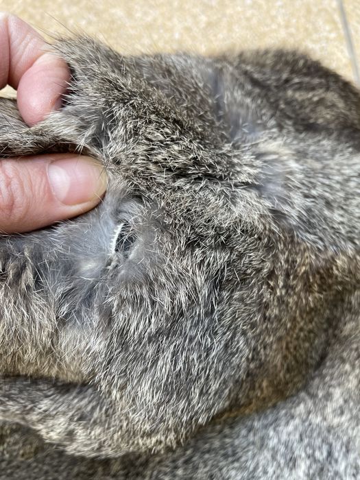 HUGO BOSS - futro naturalne - Królik