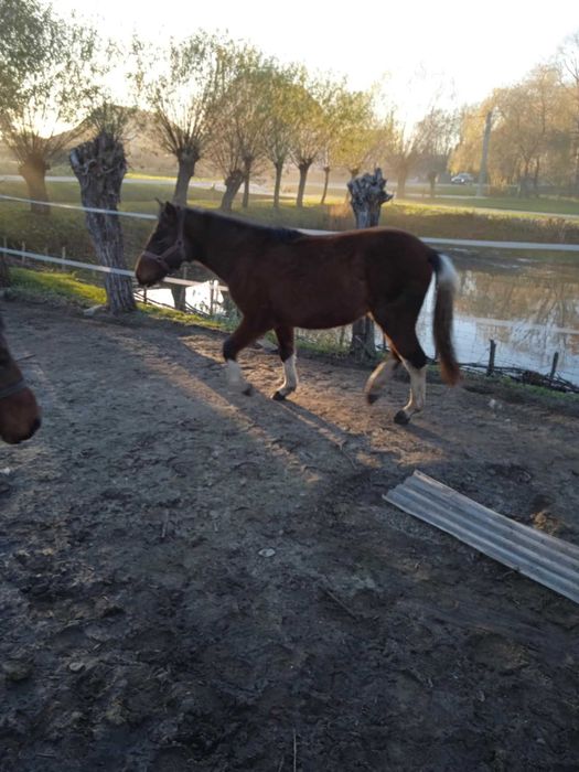 Sprzedam lub zamienię klaczki huculskie
