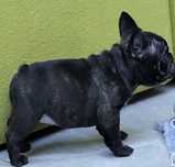 Bulldog frances macho
