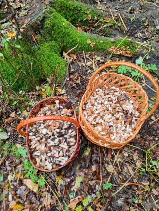 Опеньки консервовані