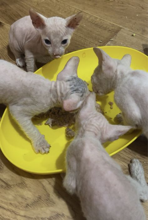 Донський сфінкс кошенята. Білого кольору
