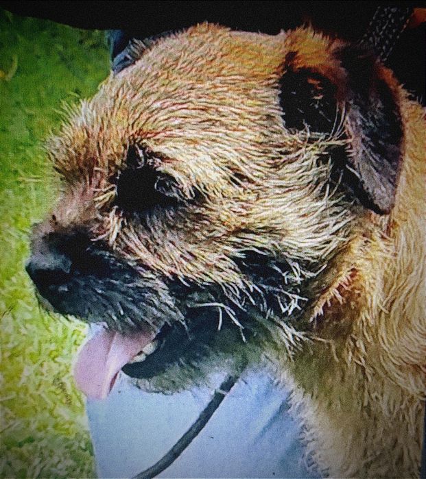 Border terrier FCI