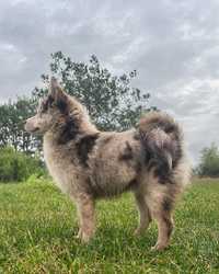 Pomsky pomski mini husky chocolate merle