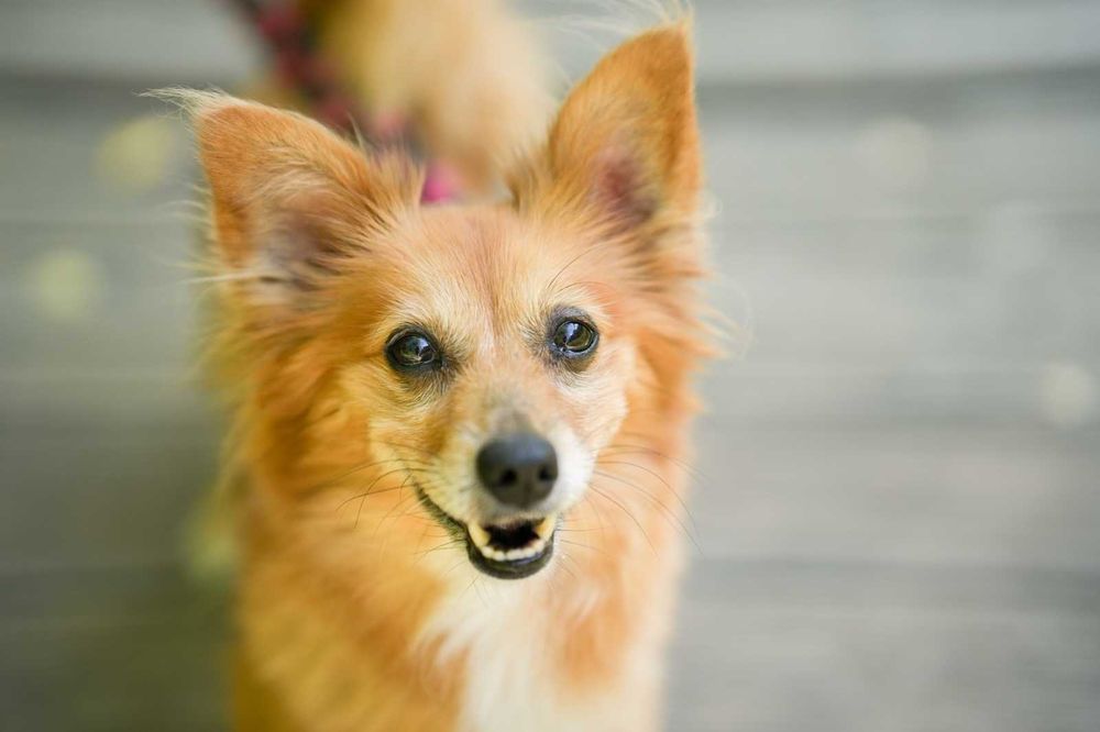 Lusia cudowna, mała dziewczynka szuka domu