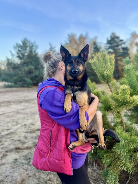 8 kg Gacuś do adopcji! Mikro owczarek, super pies!