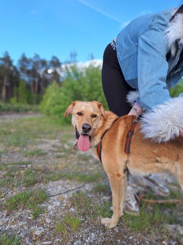 Mundek psiak w typie labradora szuka domu