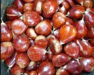 Castanhas frescas- P.N.M. Bragança