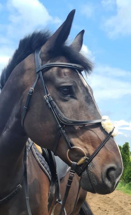 Ogłowie meksykańskie Norton Pro full