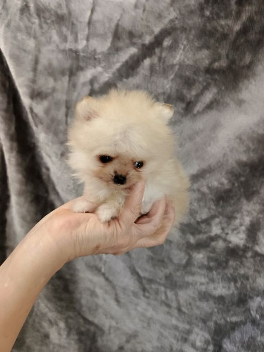 Київський Гномік.Документи прививки,Чіп.