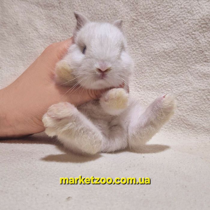 Продається миле торчевухе кроличеня дівчинка породи Нідерландський кар