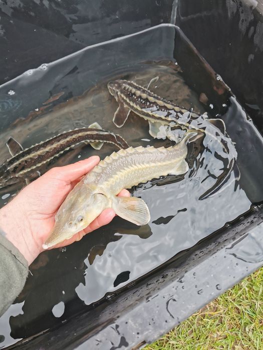 Narybek karpia amura karp koi jesiotr orfa pstrąg