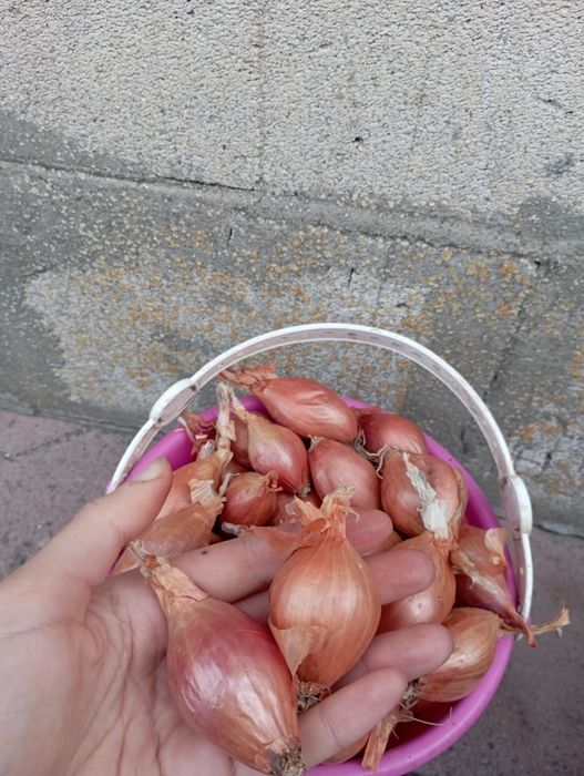 Цибуля кущівка корчуха велика