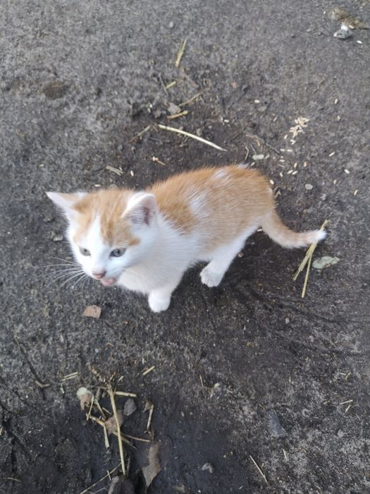 Oddam w dobre ręce małe kotki