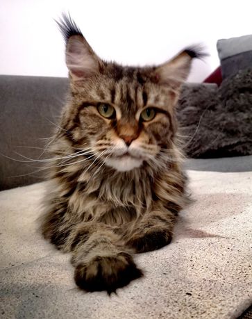 Kotka Maine Coon