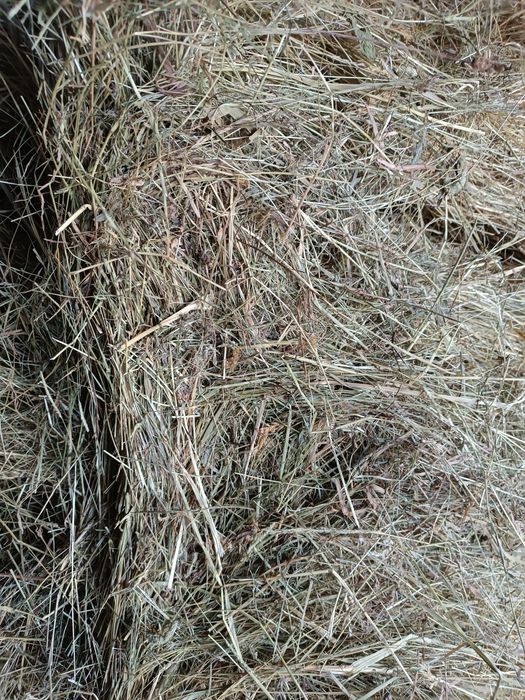 Sprzedam Siano z sezonu 2025