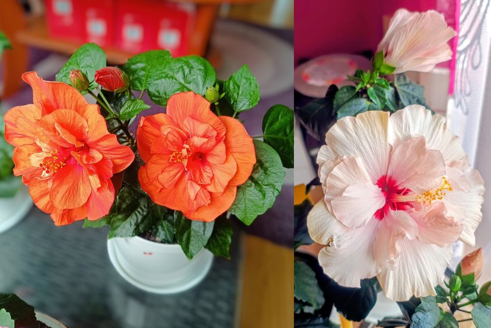 Hibiskusy róże chińskie różne kolory odmiany piękne duże kwiaty