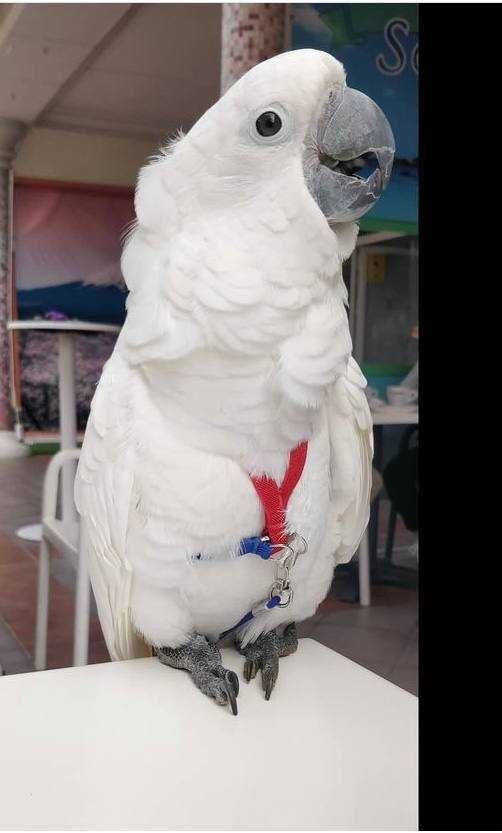 Умные попугаи Какаду