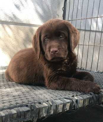 Vende-se Cachorra Retriever do Labrador com Lop e Afixo