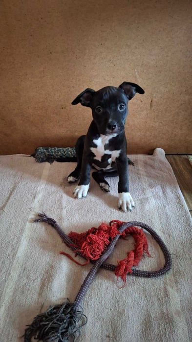 Амстафи з гарним родоводом