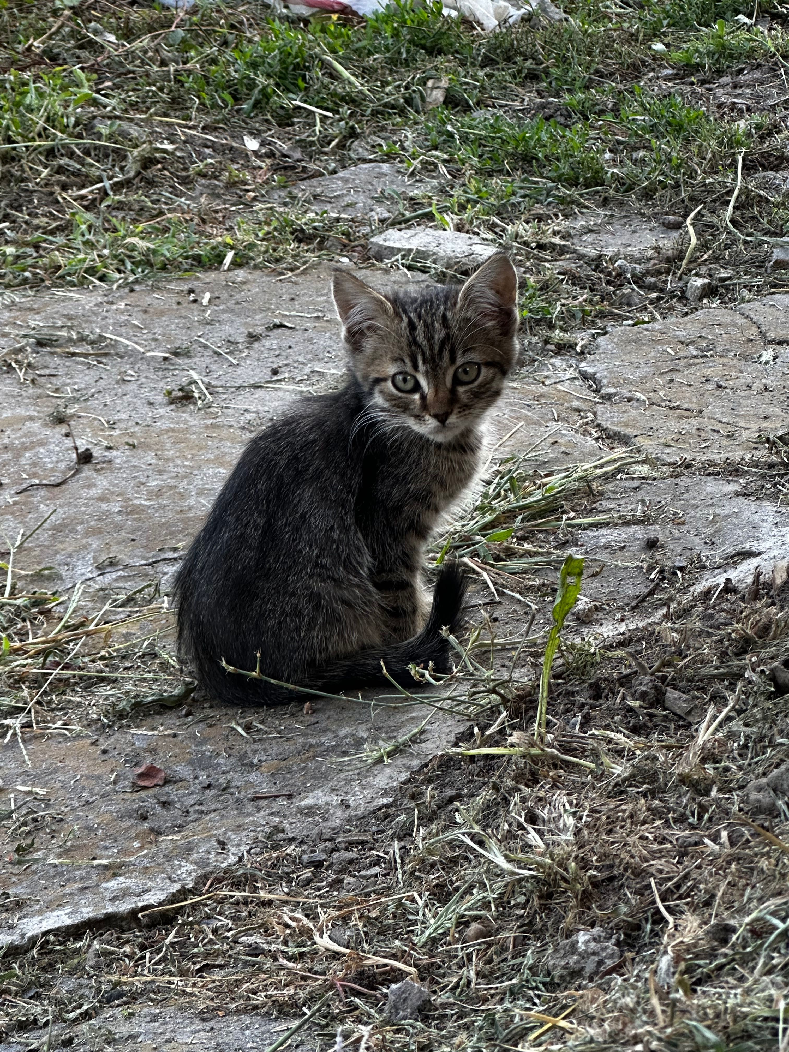 Кошенята шукають дім