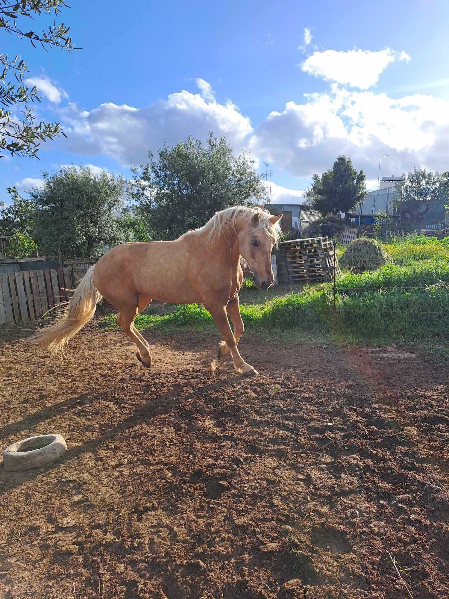 Cavalo palomino inteiro montado