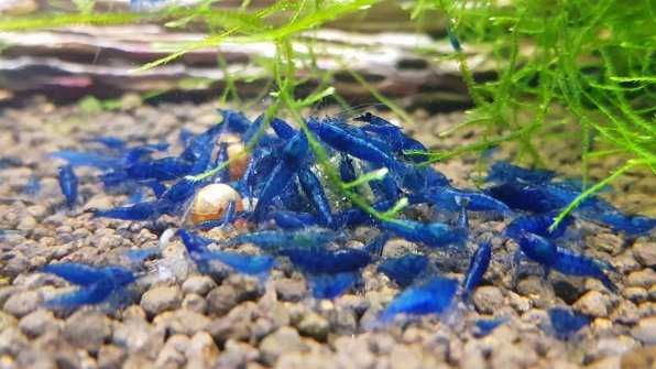 Креветки Blue Dream сині