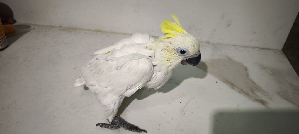 Cacatua sulphúrea para acabar de criar a mão